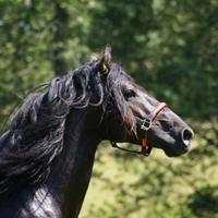 Andalusier Pferd